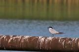 20160719_Lachstern_Nieuwe Pekela
